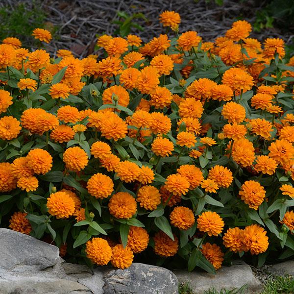 Zinnia  Zahara Double Bright Orange (135)